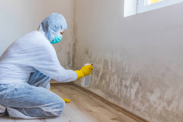 Licensed Black Mold Removal service in Brunswick, NC - WQB Mold Removal