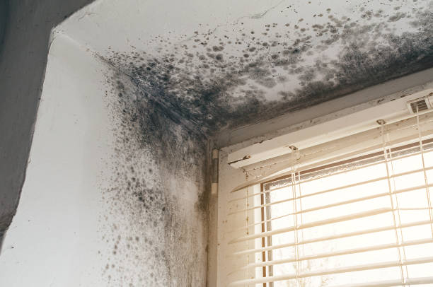 Affordable Black Mold Removal solutions in Brunswick, NC